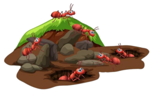 Ant-27