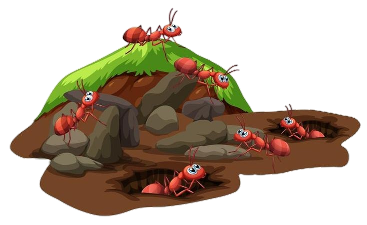 Ants Png