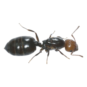 Ant-3