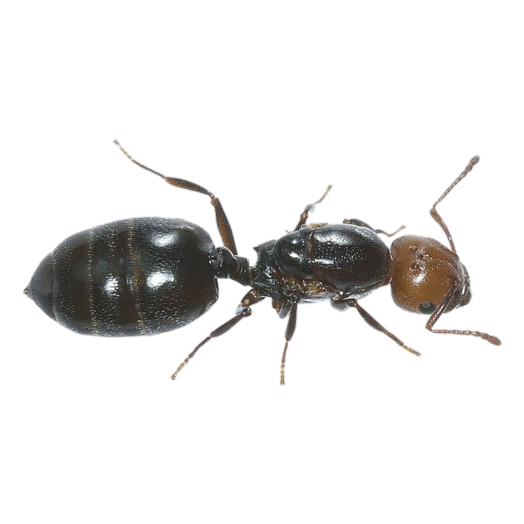 Real Ant Png
