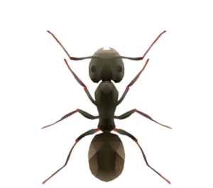 Ant-4