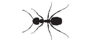 Ant-5