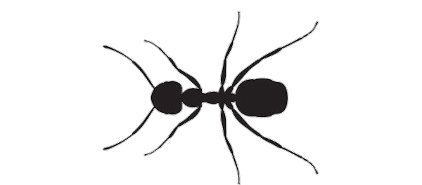 Ant vector png 