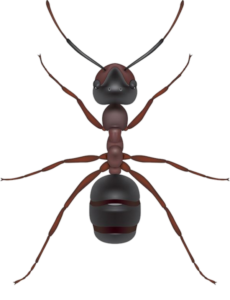 Ant-6