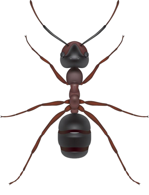 Ant Animated png 