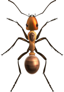 Ant-7