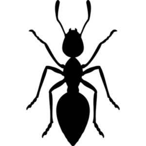 Ant-8