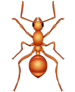 Ant-9
