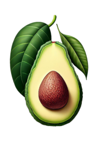 Avocado Artwork PNG
