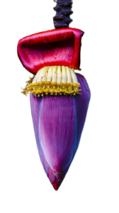 Banana112