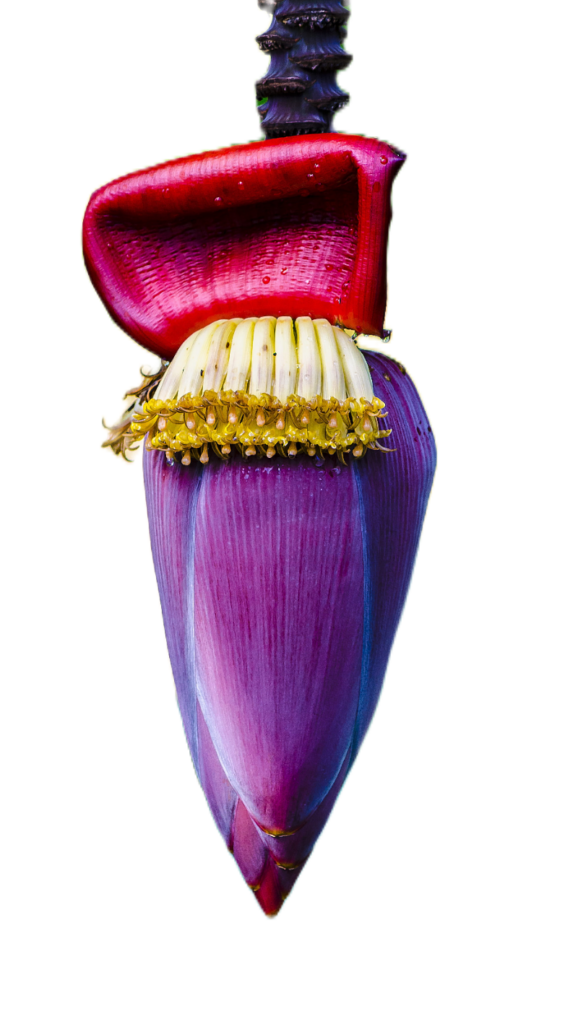 Banana Flower PNG