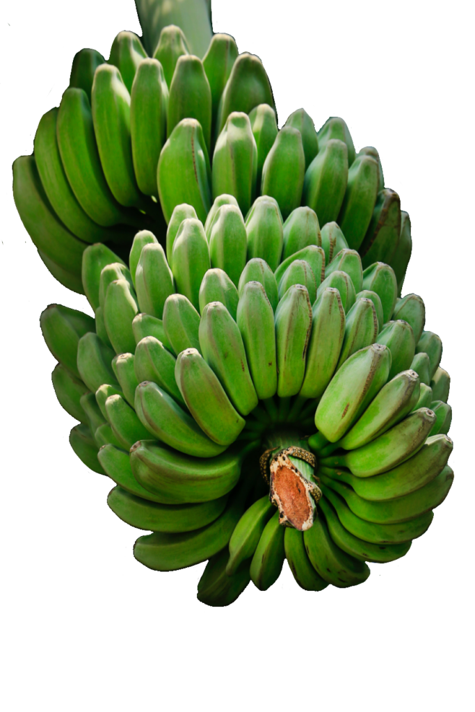 Natural Green Bananas PNG