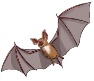Bat-10