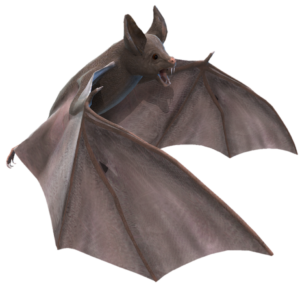 Animated Bat PNG