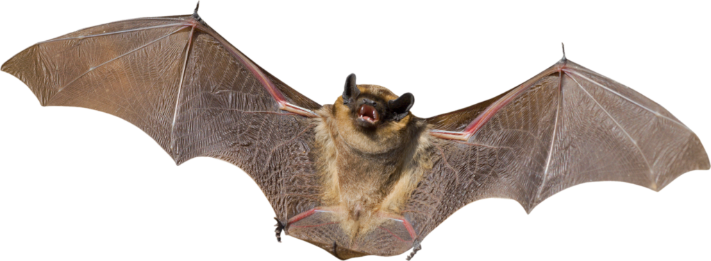 Bats Cartoon png download - 800*1448 - Free Transparent New York