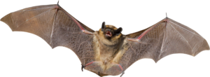 Real Bat Png
