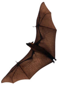 Flying Bat Png