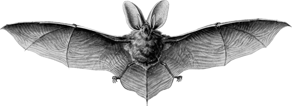 Bats Cartoon png download - 800*1448 - Free Transparent New York