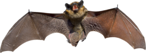 Transparent Bat Png