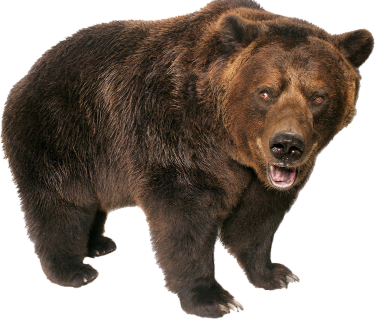 Grizzly Bear Png Image