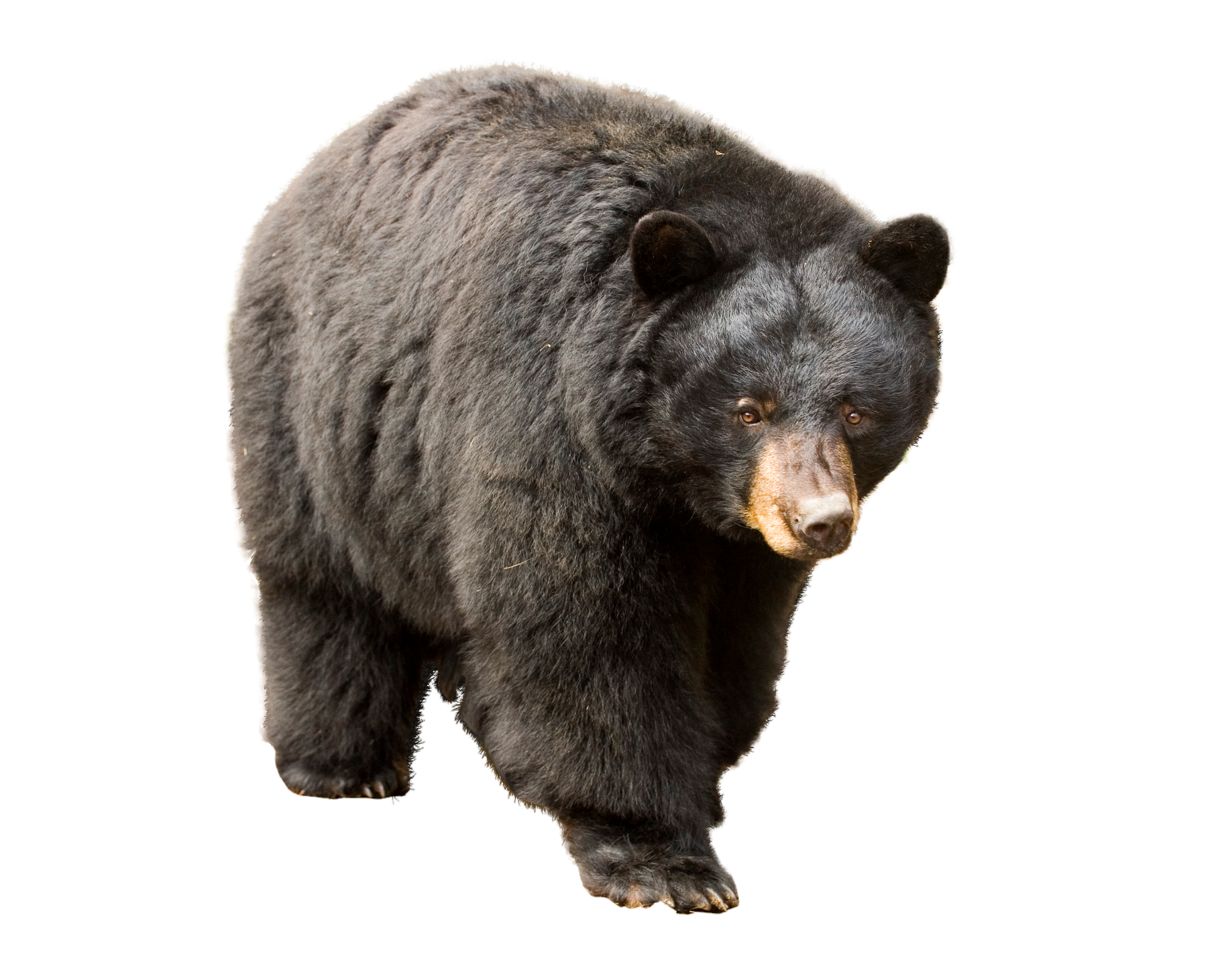 Bear-5