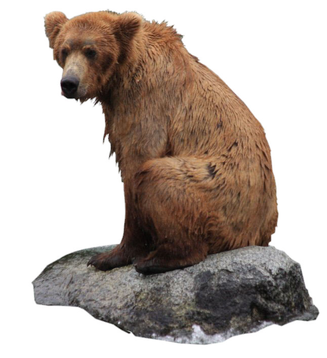Bear on the rock Png