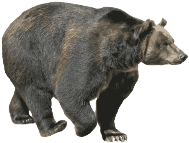 Bear-9