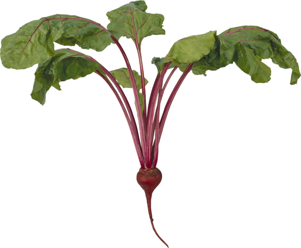  Beetroot background png