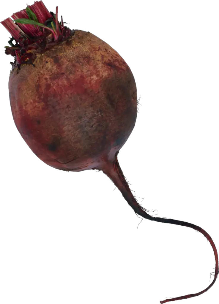 Single Beetroot png