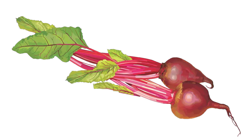 vegetables transparent png