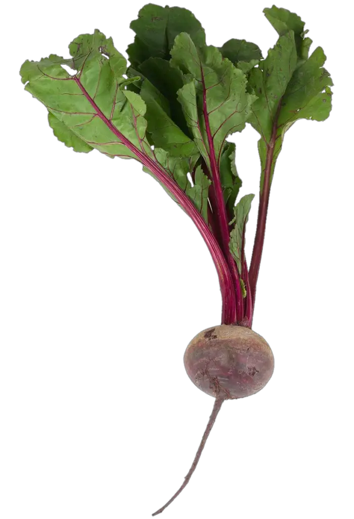 Beetroot single png