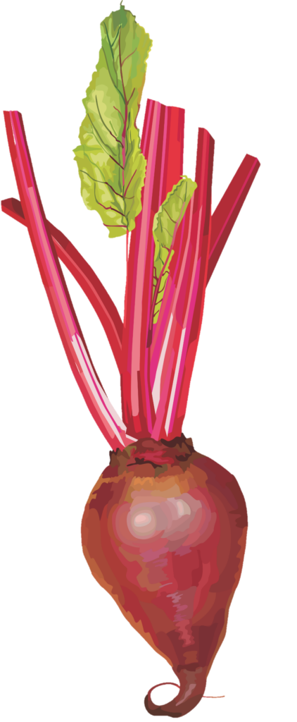 Beetroot clipart png