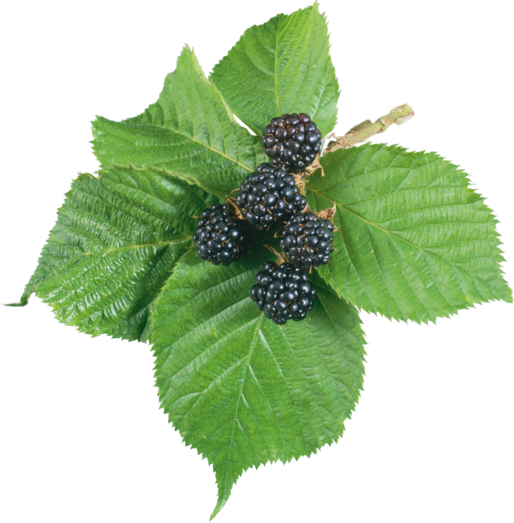 Blackberry Fruit Png Image