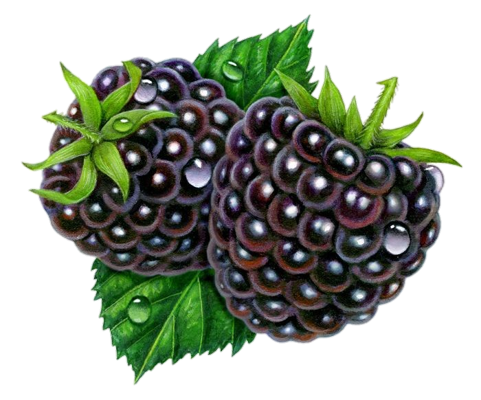 Aesthetic Blackberry Fruit Png