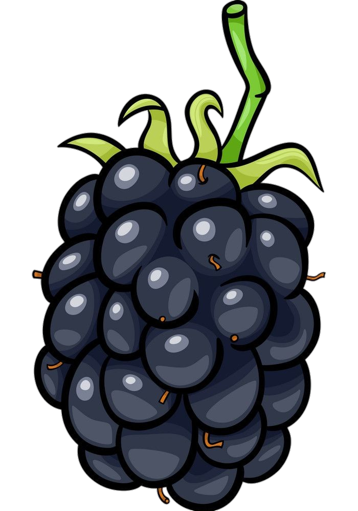 Blackberry Fruit vector Png