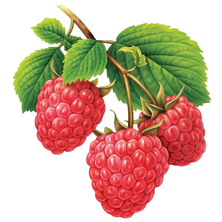 Blackberry Fruit Art Png