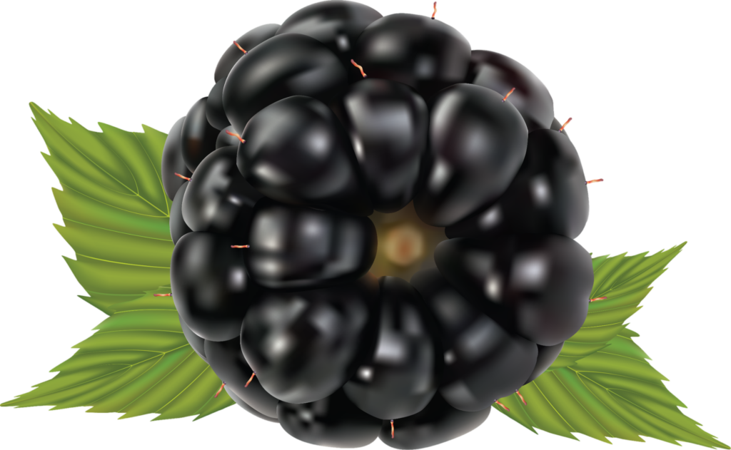 Blackberry Fruit illustration Png