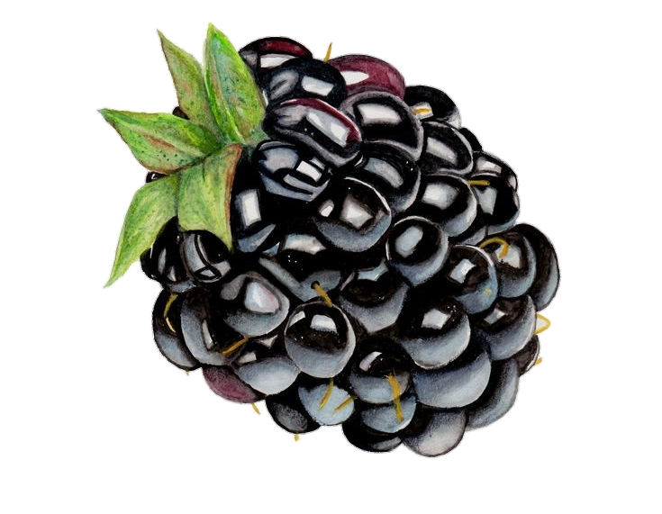 Blackberry Fruit Art Png