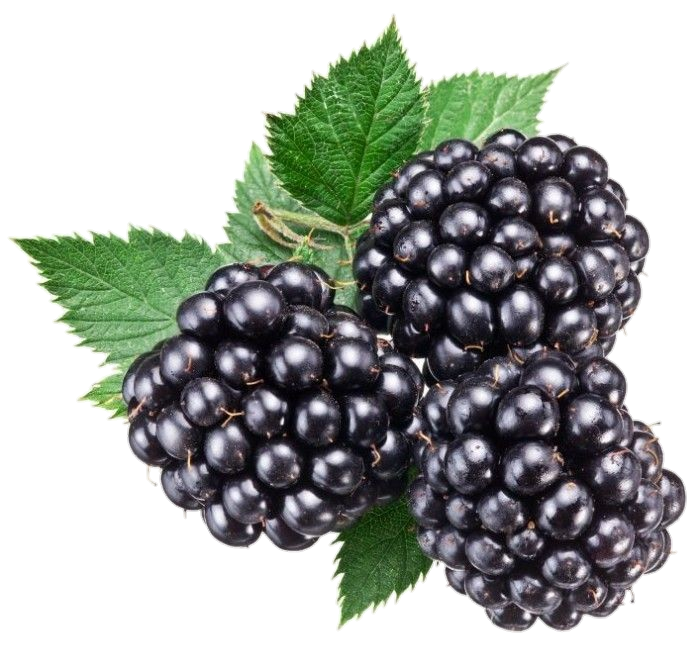 Blackberries Fruit Png