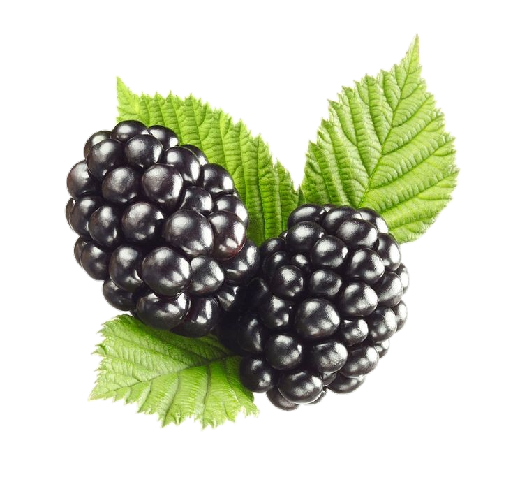 Transparent Blackberry Fruit Png