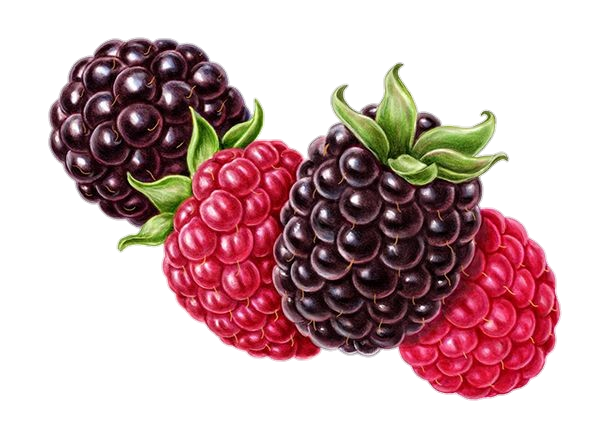 Blackberry Fruits Png