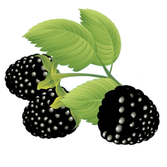 Blackberry Fruit Vector Png