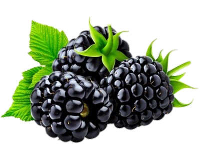 Realistic Blackberry Fruit Png