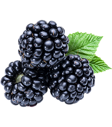 Transparent Blackberry Fruit Png