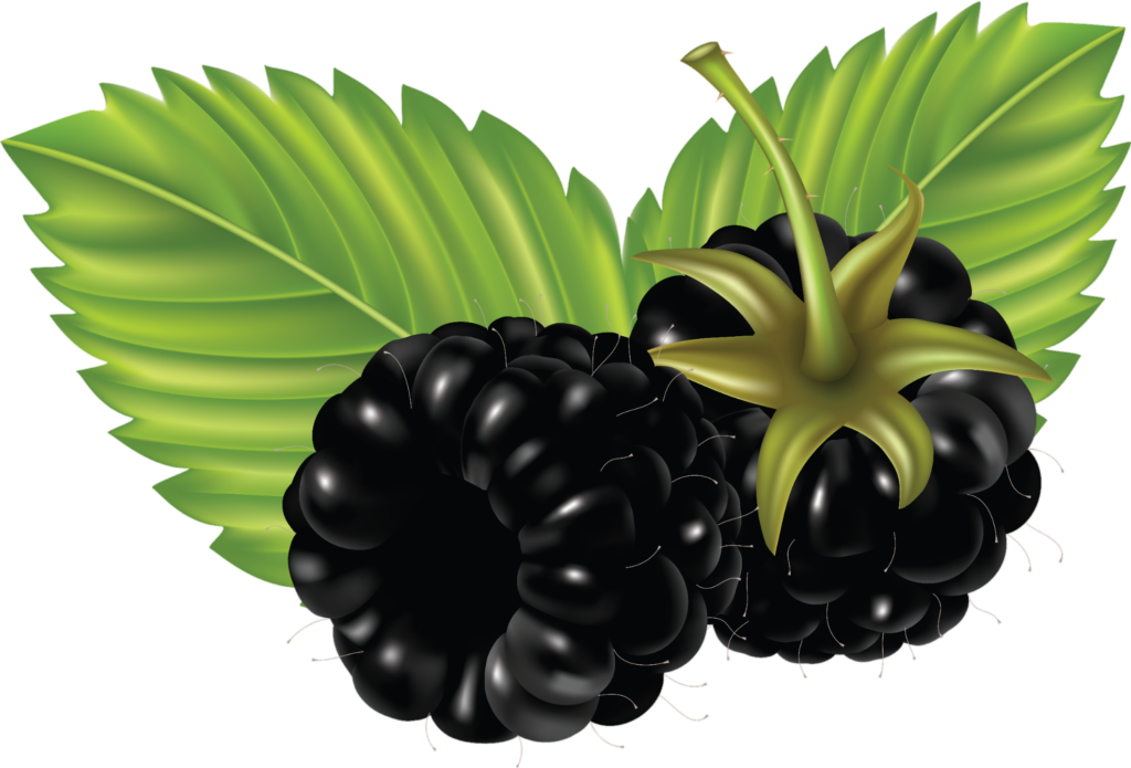 Blackberry Fruit vector Png