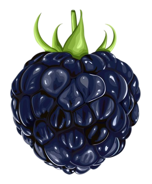 Single Blackberry Fruit Vector Png