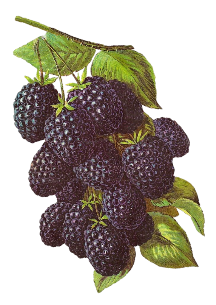 Blackberries Fruit Png image