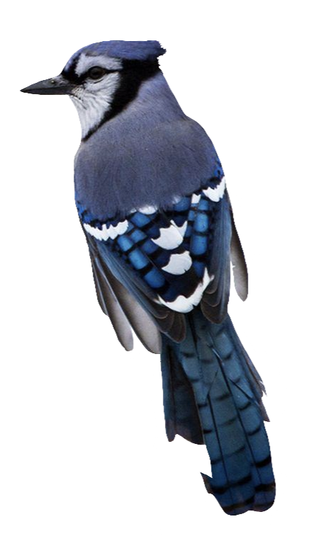 Bluejay-1