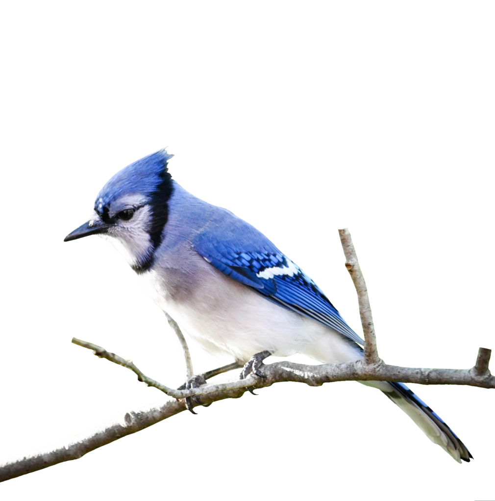 Transparent Blue Jay PNG