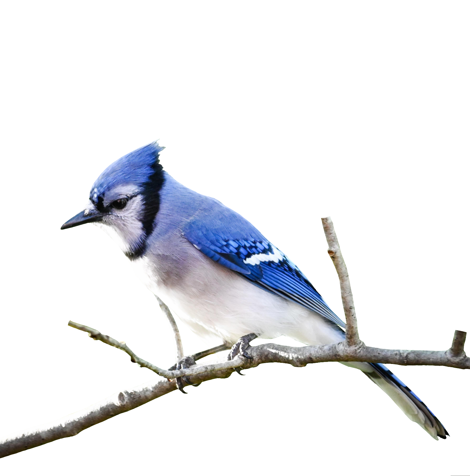 Bluejay-10